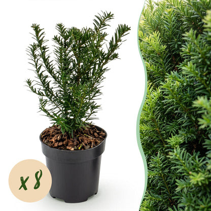 Europäische Eibe – Taxus baccata – 8 Heckenpflanzen – Topf Ø9cm – Höhe 20-30cm – Winterhart & immergrün