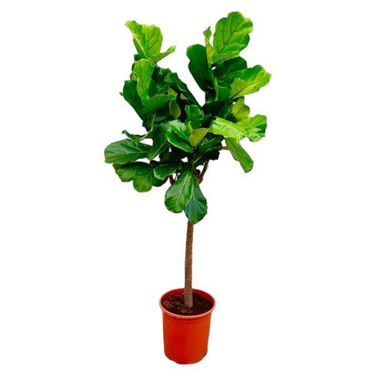 Ficus Lyrata boom ø27cm, 160cm hoog 