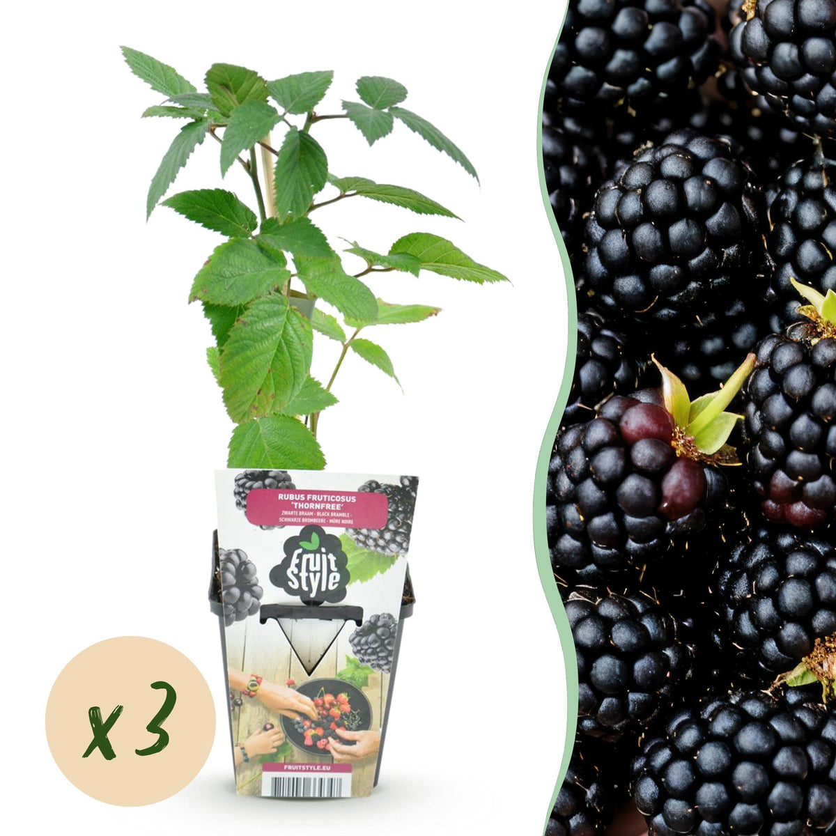 Dornenlose Brombeerpflanzen Rubus fruticosus Thornfree winterhart 3 Pflanzen Höhe 30cm Ø9cm – Schwarze Brombeere für Garten Beet Balkon & Topf 