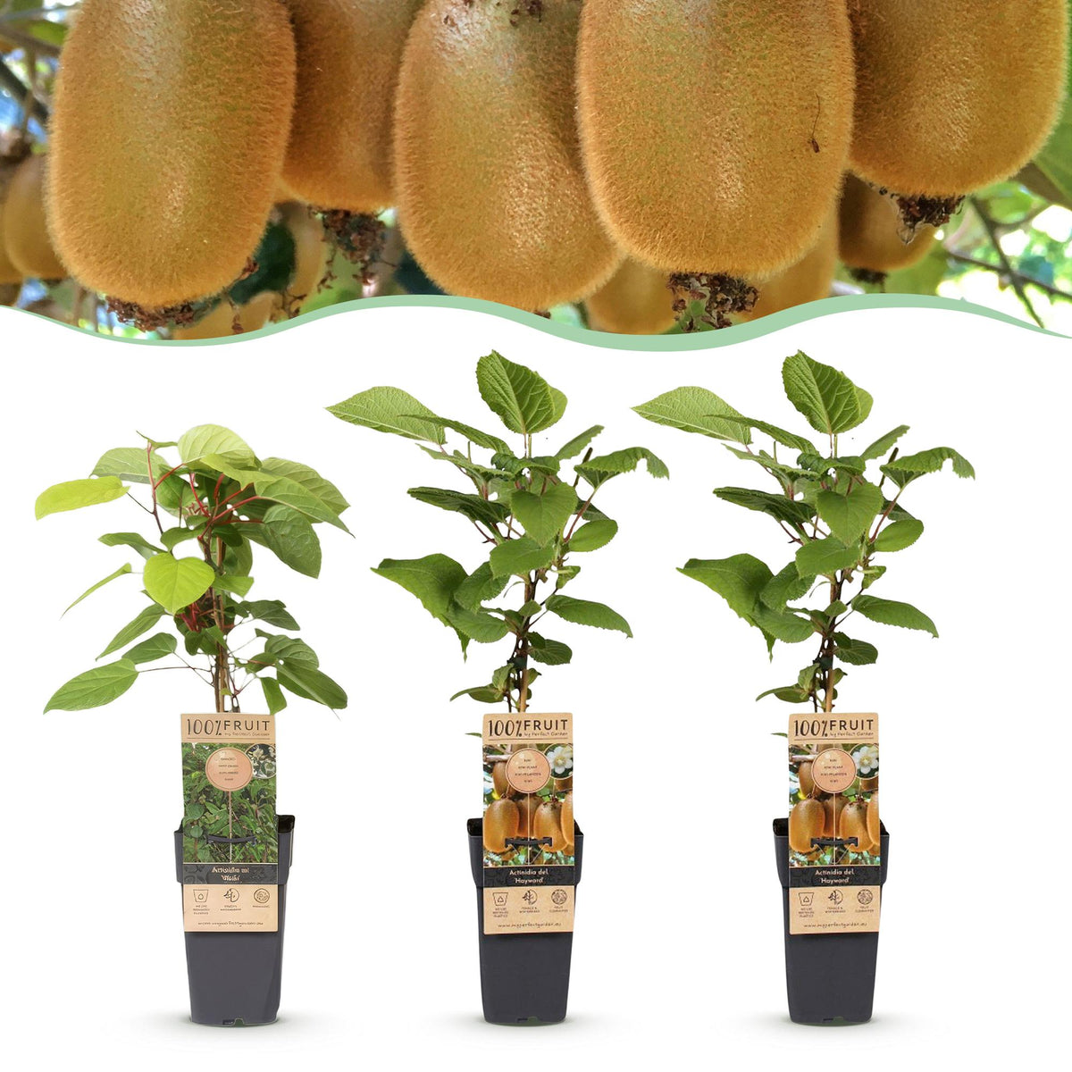 Green boutiQ - Fruit plant - Actinidia Weiki & Hayward - Kiwi plant - 1 Male - 2 Female - Plants - Green - Pot 15cm - Height 50cm 