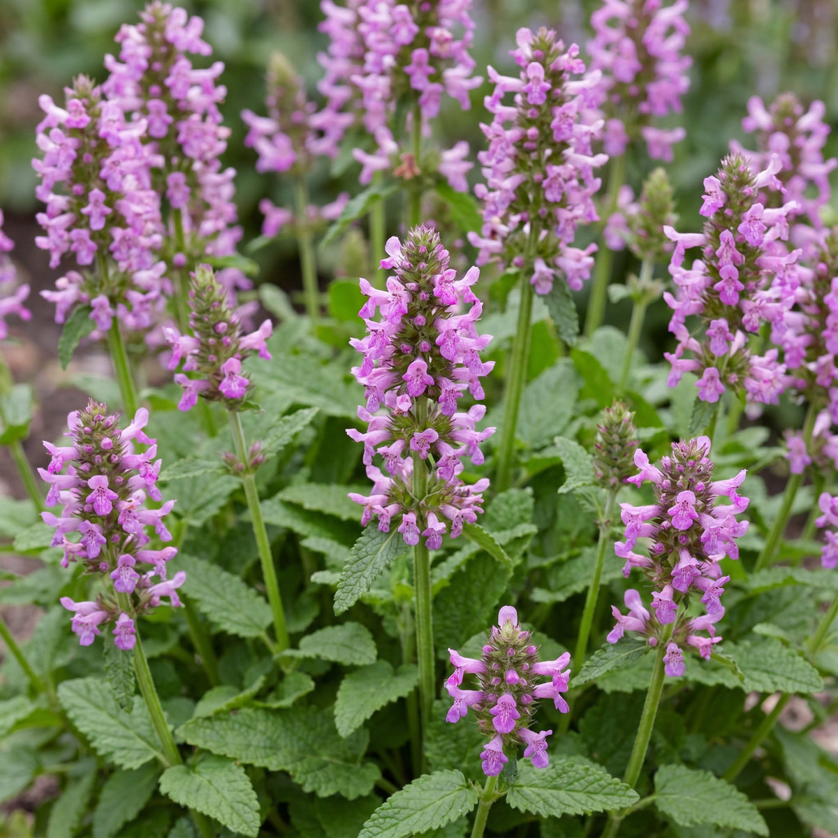 Ziest 'Ukkie' – Stachys officinalis 'Ukkie' – 6 Pflanzen – Topf Ø11cm – Ansicht 5