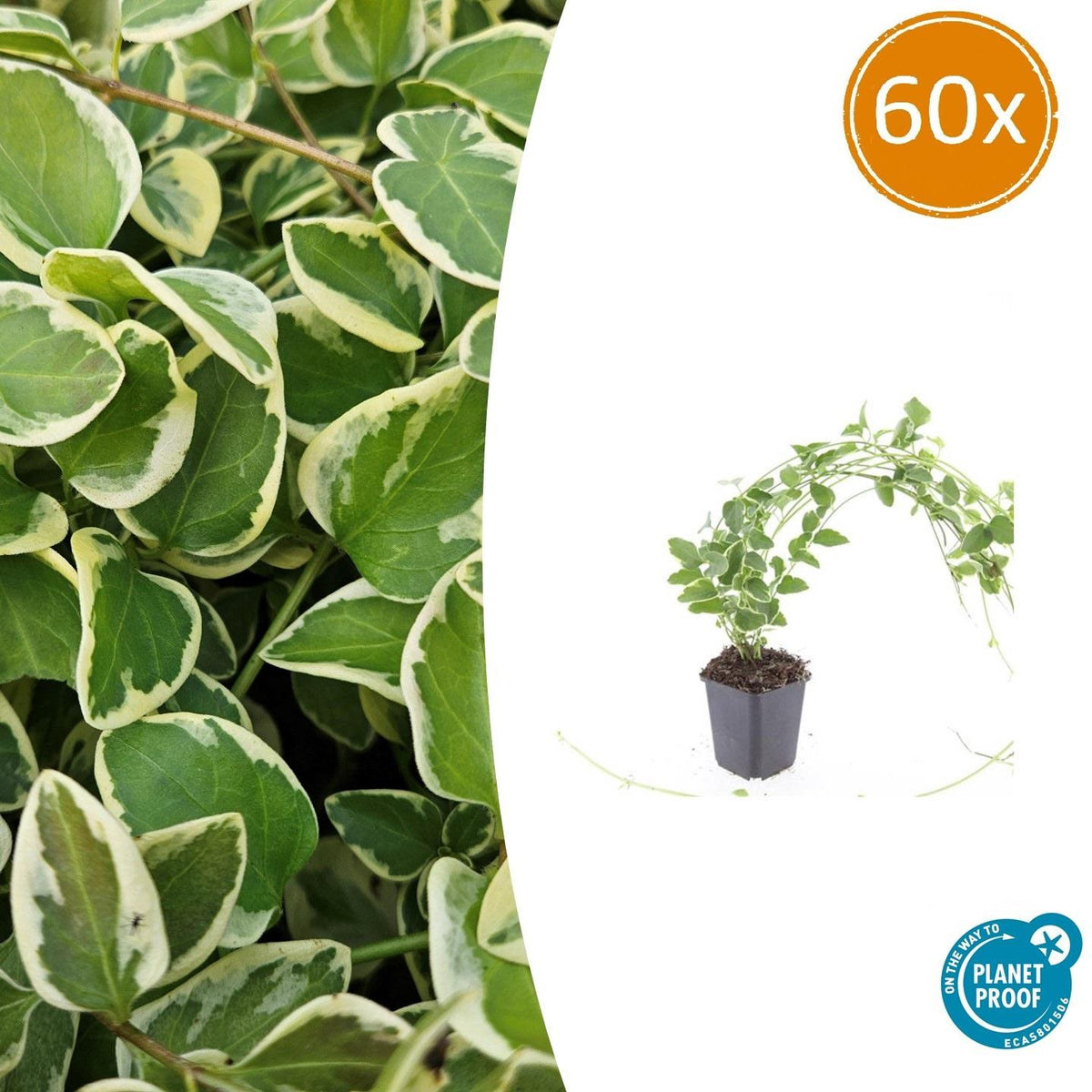 Kleines Immergrün Vinca major 'Variegata' – ↕10-25cm – Ø9cm – Bodendecker – Wintergrün – Schattentauglich – Ansicht 24