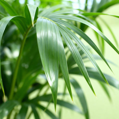 Howea Forsteriana – Kentia-Palme – 70–75cm – 17cm – Pflegeleichte Zimmerpalme mit eleganten Wedeln – Tropische, luftreinigende Grünpflanze für moderne Innenräume 