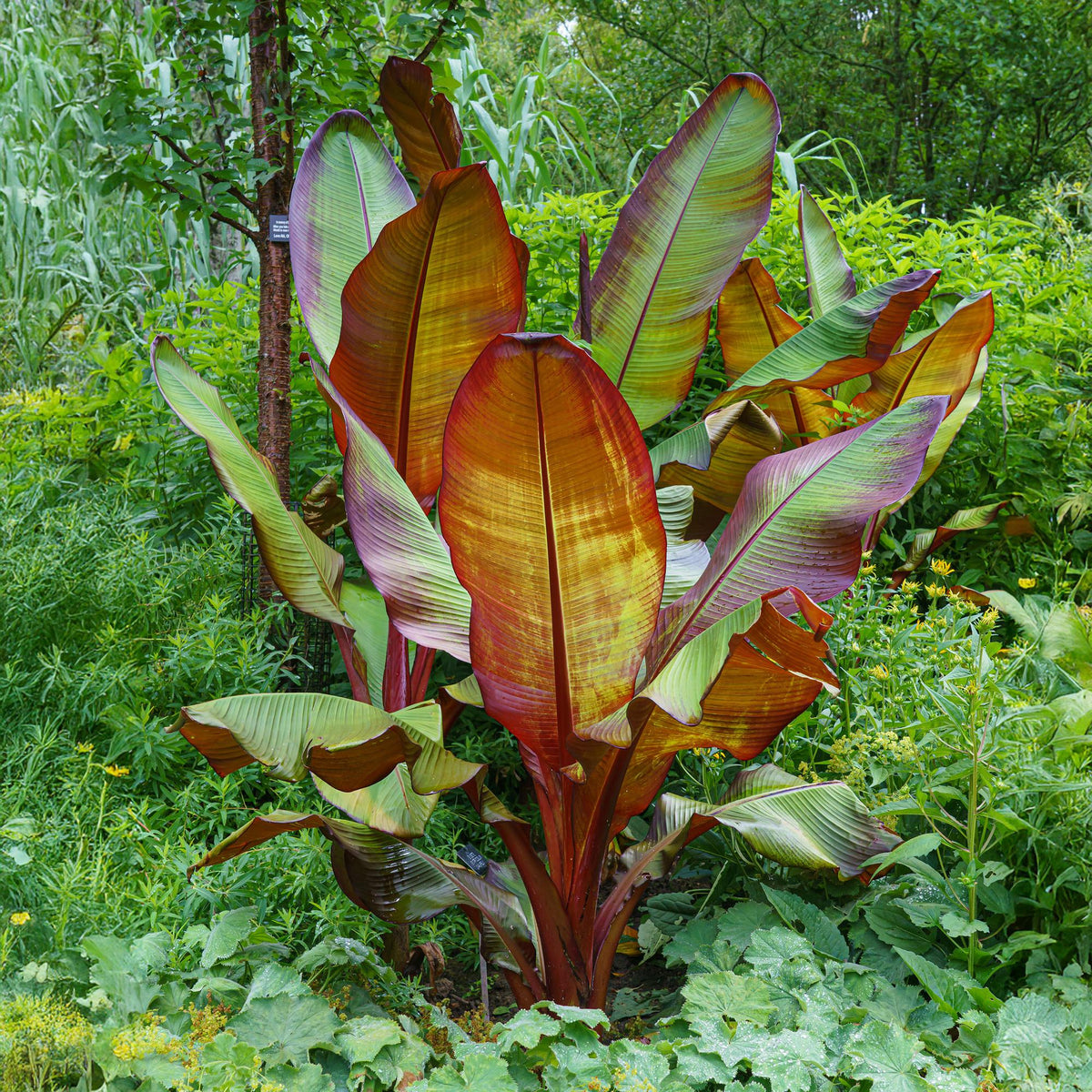 Green boutiQ - Obstpflanze - Musa ensete Maurelli - Bananenbaum - Winterhart - Rot-Grün - 1 Pflanzen - Topf 21cm - Höhe 70-90cm 