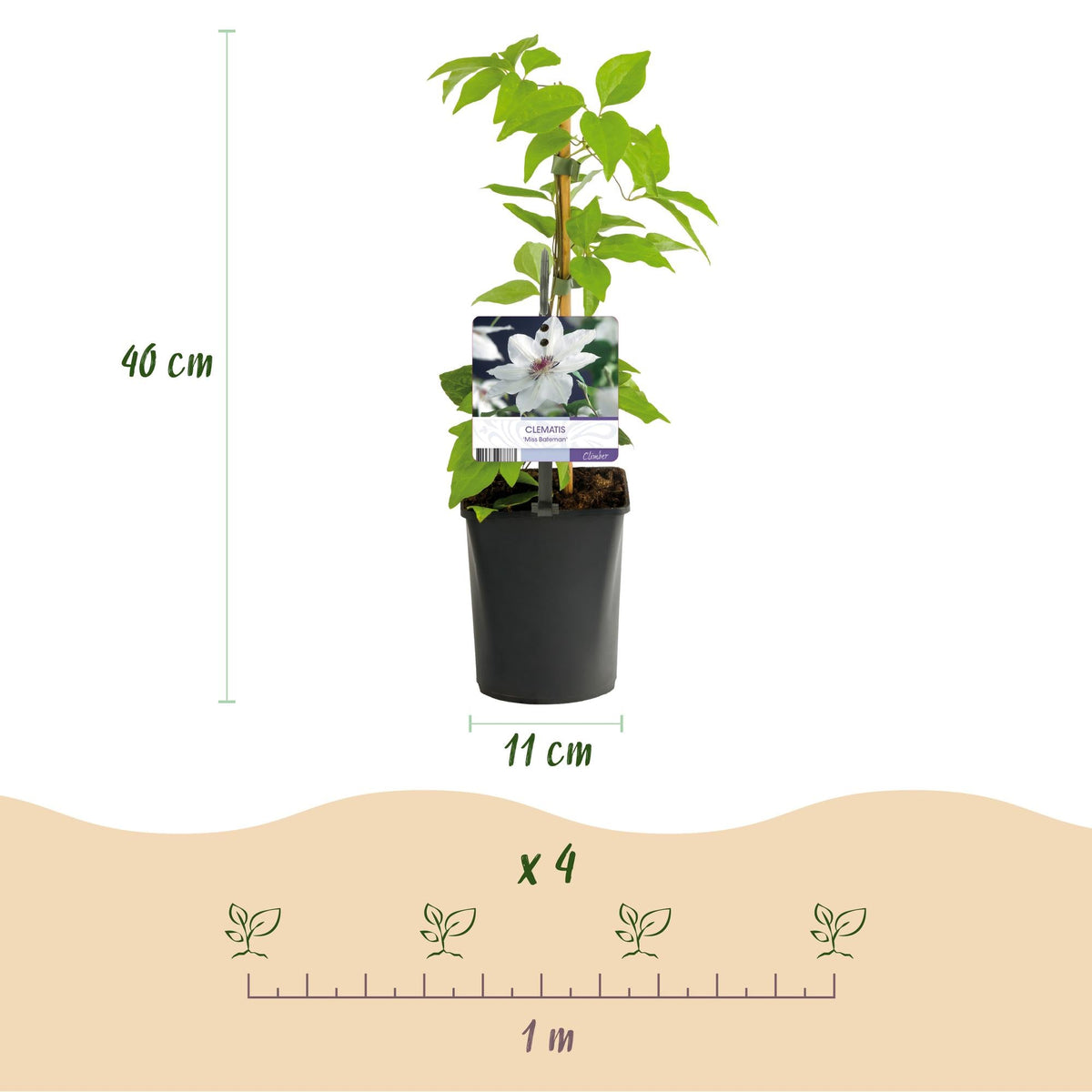 Kletterpflanze Clematis Miss Bateman – Rosa-Weiße Blüten – Wenig Pflege – 2 Pflanzen – 11 cm Höhe 40 cm – Für Garten, Terrasse & Pergolen 