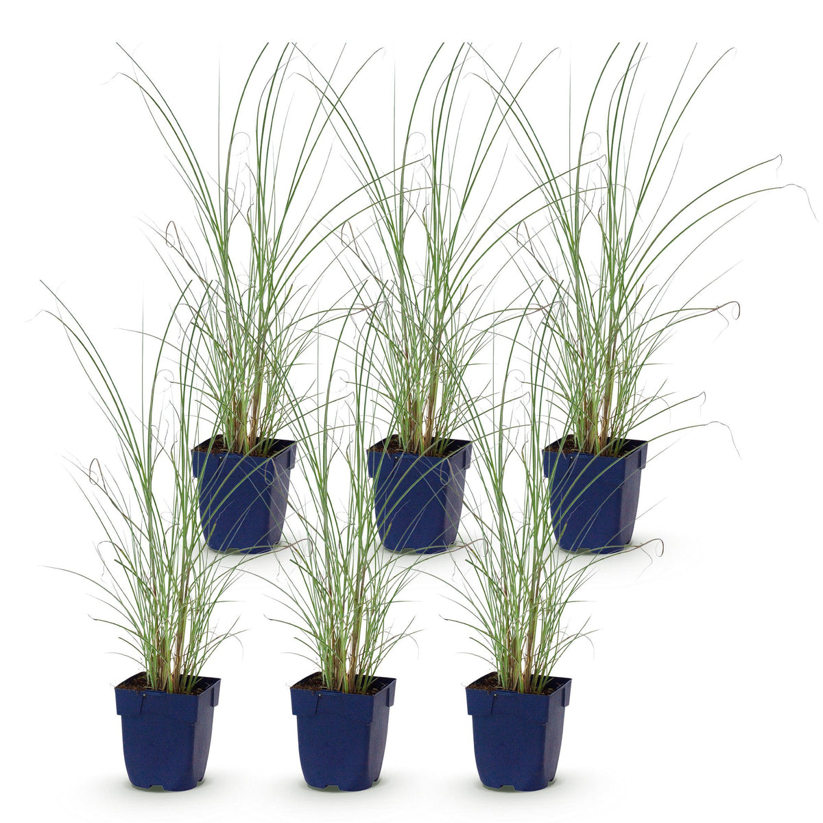 Chinaschilf 'Morning Light' – Miscanthus sinensis 'Morning Light' – Topf Ø11cm – Ansicht 2