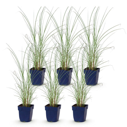 Chinaschilf 'Morning Light' – Miscanthus sinensis 'Morning Light' – Topf Ø11cm – Ansicht 2