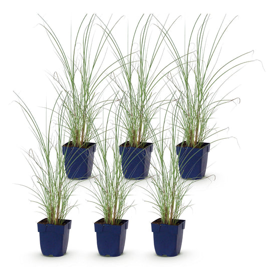 Chinaschilf 'Morning Light' – Miscanthus sinensis 'Morning Light' – Topf Ø11cm – Ansicht 2