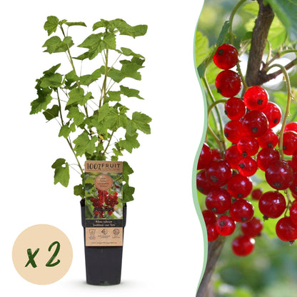 Green boutiQ - Fruit plant - Ribes rubrum Jonkheer van Tets - Berry Plant - Hardy - Red Currant - 2 Plants - Pot 15cm - Height 50cm 