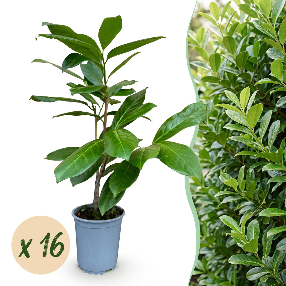 Kirschlorbeer 'Rotundifolia' – Prunus laurocerasus 'Rotundifolia' – 16 Heckenpflanzen – Topf Ø9cm