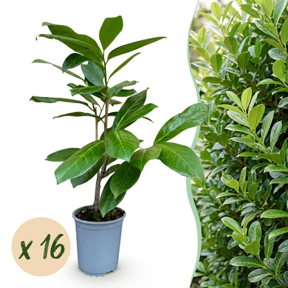 Kirschlorbeer 'Rotundifolia' – Prunus laurocerasus 'Rotundifolia' – 16 Heckenpflanzen – Topf Ø9cm