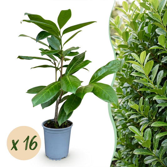 Kirschlorbeer 'Rotundifolia' – Prunus laurocerasus 'Rotundifolia' – 16 Heckenpflanzen – Topf Ø9cm