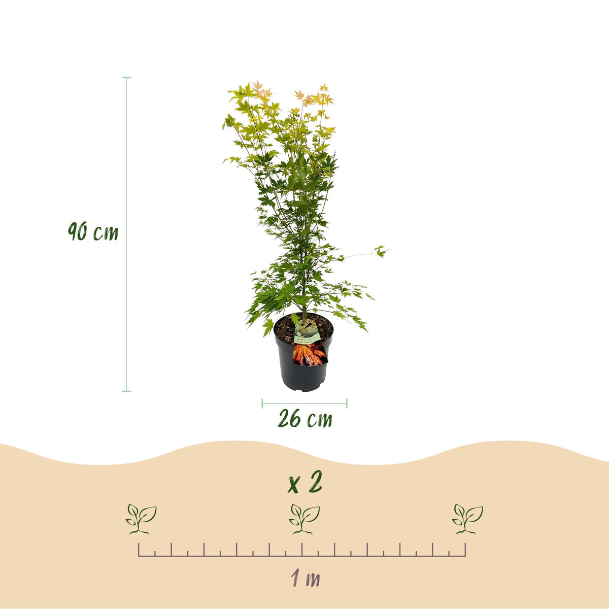 Green boutiQ - Gartenpflanze - Acer palmatum Orange Dream - Japanischer Ahorn - Laubabwerfend - Orange - 1 - Topf 26cm - Höhe 90cm 