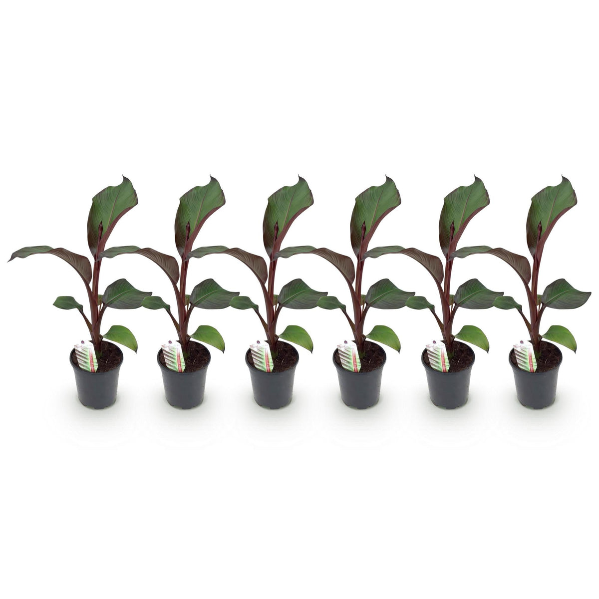 Bananenpflanze Ensete ventricosum Maurelli – Winterhart – Obstpflanze – Ø17cm, Höhe ca. 40cm – Ansicht 16