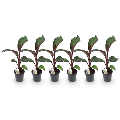 Bananenpflanze Ensete ventricosum Maurelli – Winterhart – Obstpflanze – Ø17cm, Höhe ca. 40cm – Ansicht 16