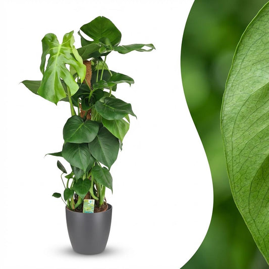 Green boutiQ - Zimmerpflanze - Fensterblatt - Monstera Deliciosa Moosstab - Grün - Pflegeleicht - 1 Pflanze - mit Potter Grau - Topf 19cm - Höhe 90cm 