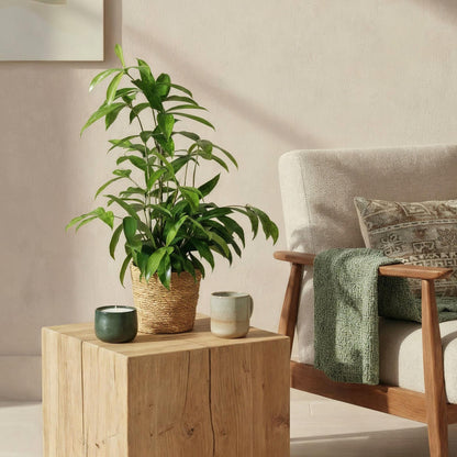 Green boutiQ - Zimmerpflanzen - Dracaena surculosa - Drachenbaum - Wenig Pflege - mit Korb - Grün - 1 Pflanze - Topf 17cm - Höhe 60-70cm 
