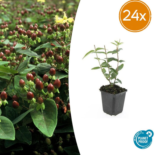 Johanniskraut Hypericum inodorum – 24 Pflanzen – ↕10-25 cm – Ø9 cm – Leuchtend gelbe Blüten – Pflegeleichter Strauch – Bienenfreundlich & robust 
