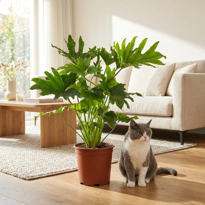 Green boutiQ - Zimmerpflanze - Philodendron - Philodendron Lickety split - Grün - Pflegeleicht - 1 Pflanze - Topf 19cm - Höhe 70cm 