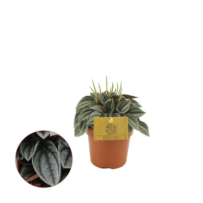 Peperomia Napoli Nights – Zimmerpflanze – Ø10,5cm – ca. 15cm hoch – Pflegeleichte, luftreinigende Sukkulente – Für Wohnung & Büro 