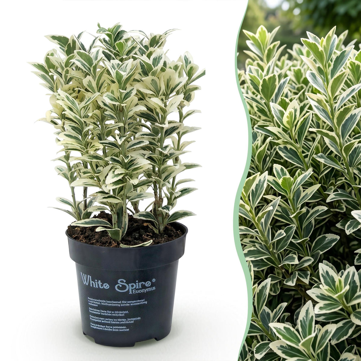 Spindelstrauch 'White Spire' – Euonymus japonicus 'White Spire' – 8 Heckenpflanzen – Topf Ø9cm – Ansicht 3