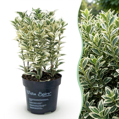 Spindelstrauch 'White Spire' – Euonymus japonicus 'White Spire' – 8 Heckenpflanzen – Topf Ø9cm – Ansicht 3
