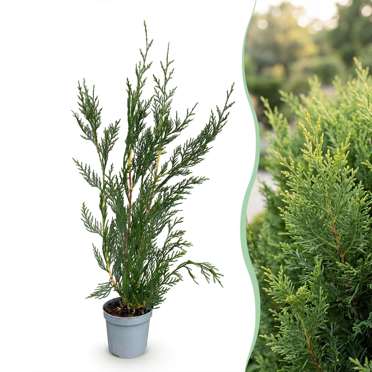 Leyland-Zypresse – Cupressocyparis leylandii – 16 Heckenpflanzen – Topf Ø9cm – Höhe 30-40cm – Ansicht 3