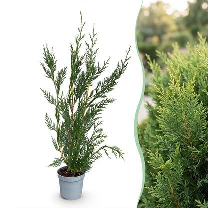 Leyland-Zypresse – Cupressocyparis leylandii – 16 Heckenpflanzen – Topf Ø9cm – Höhe 30-40cm – Ansicht 3