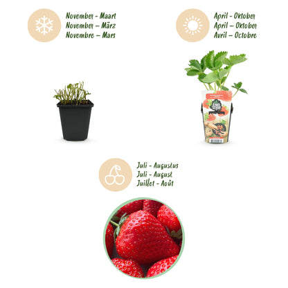 GreenboutiQ - Obstpflanzen - Erdbeere - Fragaria Elsanta - Winterhart - 3 Pflanzen - Topf 9 cm - Rote Erdbeere 