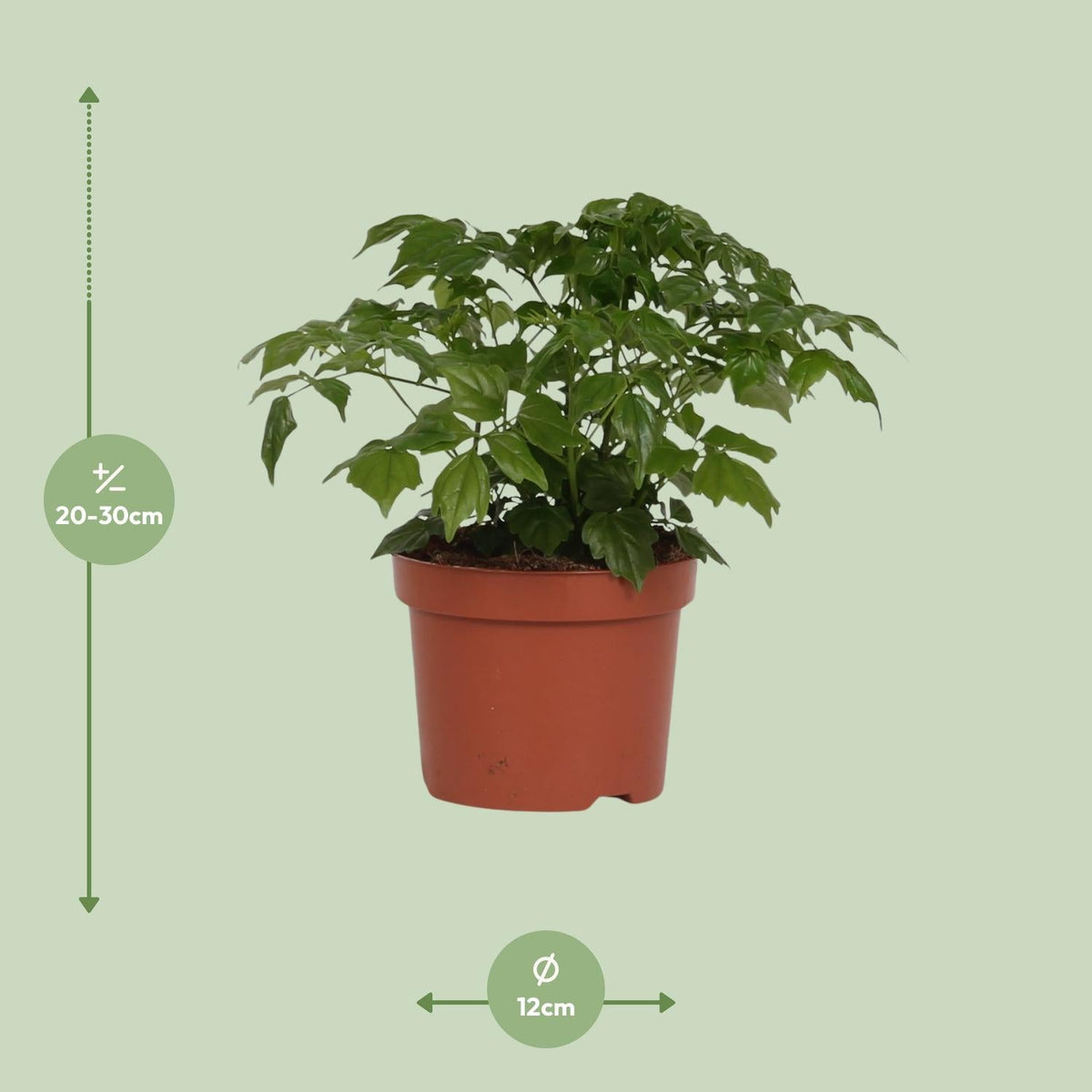 Zimmeresche Radermachera Sinica – Zimmerpflanze – Ø12cm – ↨27cm – Elegante, pflegeleichte Grünpflanze 