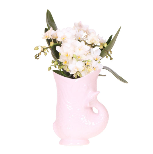Weiße Orchidee Nazaré – Ø9 cm – Zimmerpflanze im sommerlichen Fischtopf Rosa – Elegante Blüten für Wohnzimmer & Esstisch 
