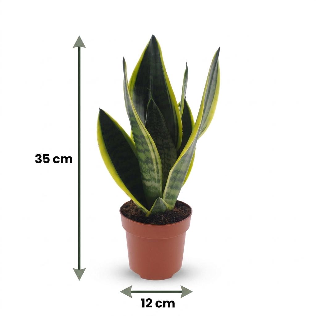 Bogenhanf 'Future Superb' – Sansevieria trifasciata 'Future Superb' – Topf Ø12cm – Höhe 35cm – Ansicht 5