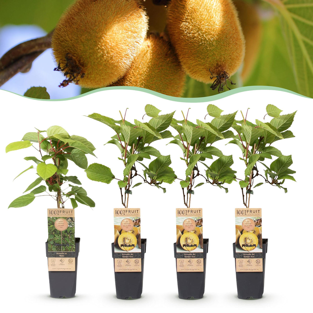 Green boutiQ - Obststrauch - Actinidia Weiki & Golden Kiwi - Kiwi-Pflanze - 1 Männlich - 3 Weiblich - Pflanzen - Gelb - Topf 15cm - Höhe 50cm 