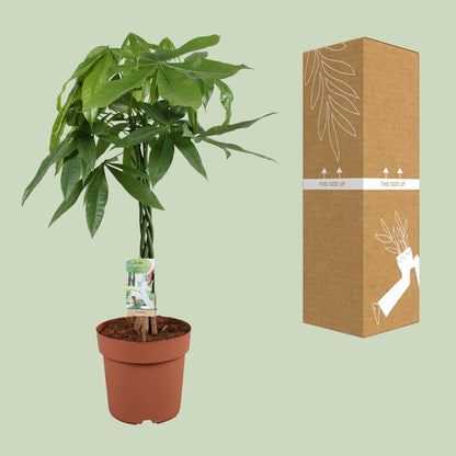 Glückskastanie – Pachira Aquatica – Zimmerpflanze – Ø21 cm – ↕90 cm – Symbolische Pflanze – Pflegeleicht – Grünpflanze 