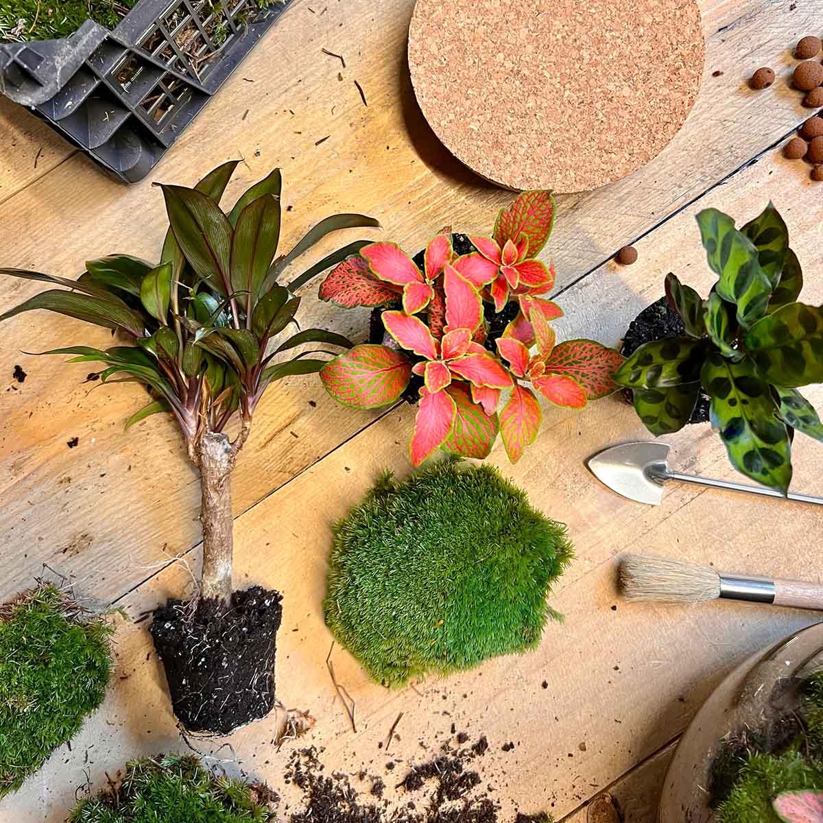 Flaschengarten DIY Bausatz – Terrarium Milky Palme – Ø21cm x 30cm – Selbstbewässerndes Mini-Ökosystem – Inklusive Anleitung – Perfekt für Zuhause & Büro 