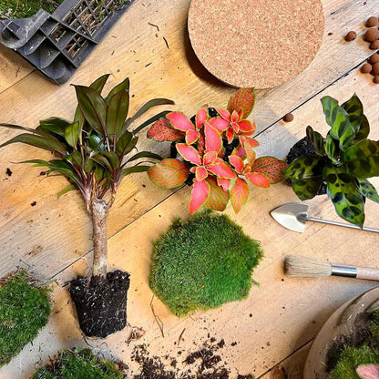 Flaschengarten DIY Bausatz – Terrarium Milky Palme – Ø21cm x 30cm – Selbstbewässerndes Mini-Ökosystem – Inklusive Anleitung – Perfekt für Zuhause & Büro 