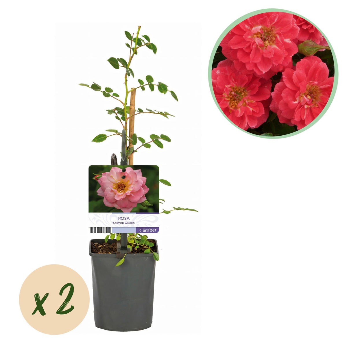 Kletterrose – Rosa Salmon Queen – Lachsrosa Blüten – 2 Pflanzen – 11cm – Höhe 40cm – Duftend & pflegeleicht – Blüte Juni bis Oktober 