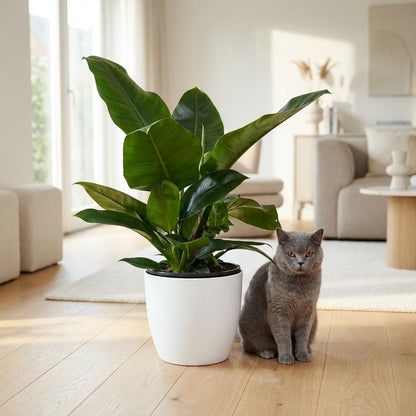 Green boutiQ - Zimmerpflanze - Philodendron - Philodendron Imperial Green - Grün - Pflegeleicht - 1 Pflanze - mit weißem Übertopf - Topf 19cm - Höhe 65cm 