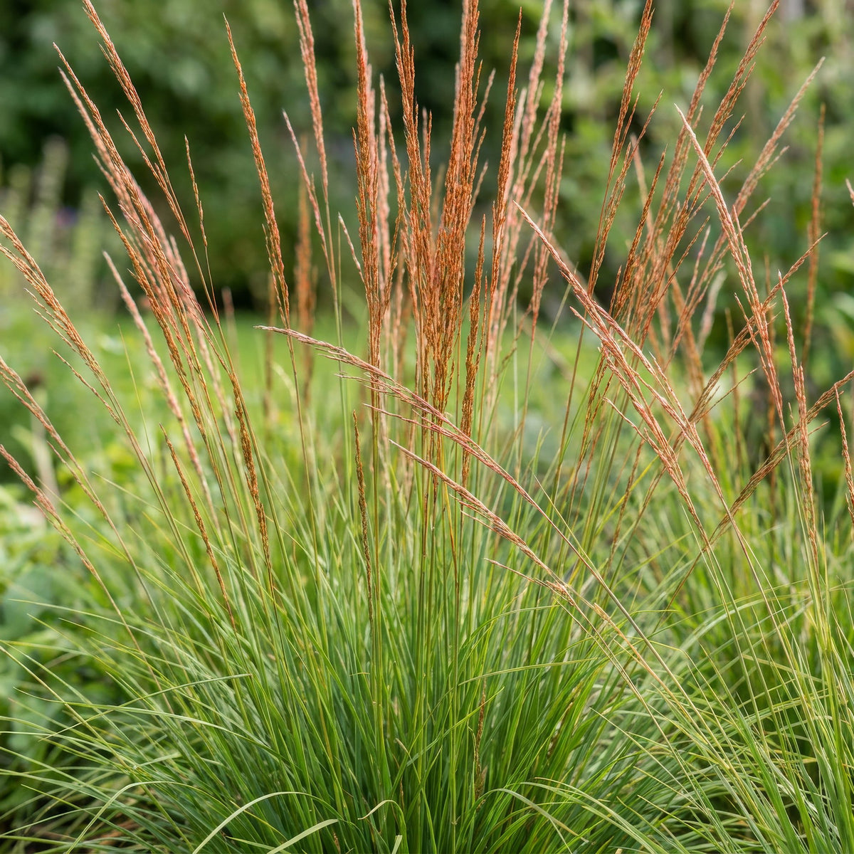 Pfeifengras 'Heidebraut' – Molinia caerulea 'Heidebraut' – 12 Pflanzen – Topf Ø11cm – Ansicht 5