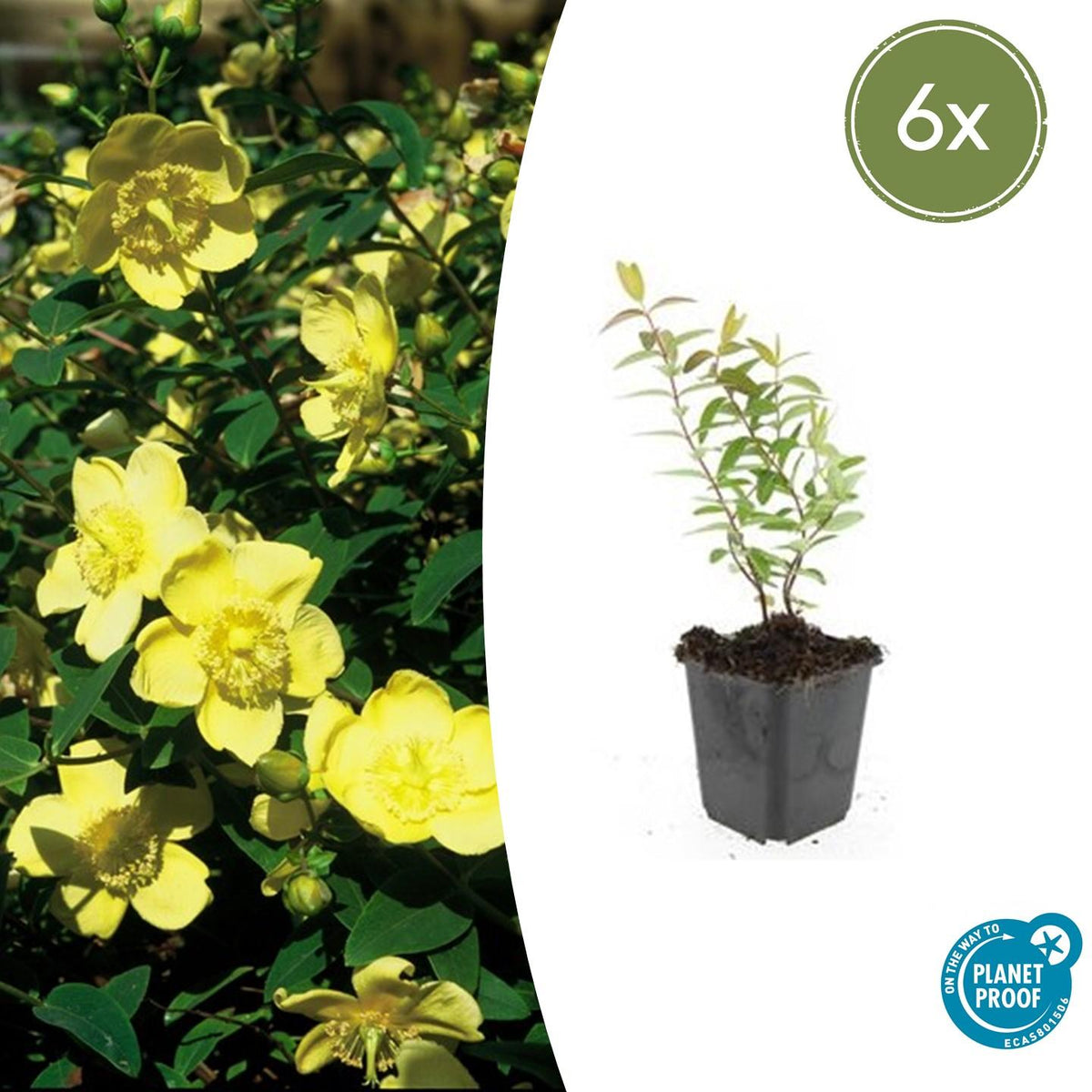 Hypericum Hidcote – Großblumiges Johanniskraut – 6 Pflanzen Ø9cm – Höhe 10–25cm – Immergrüner Strauch mit gelben Blüten – Pflegeleicht, winterhart & bienenfreundlich 