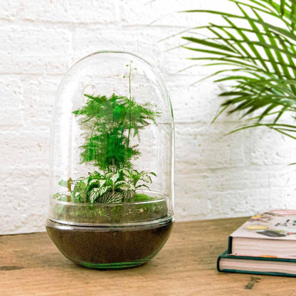 Flaschengarten Egg XL – DIY Bausatz Terrarium – ↕30cm – Do-It-Yourself Pflanzen-Set im Glas mit Korkdeckel – Autarkes Mini-Ökosystem – Inkl. Fittonia, Spargel & Moos – Für Wohnung & Büro 