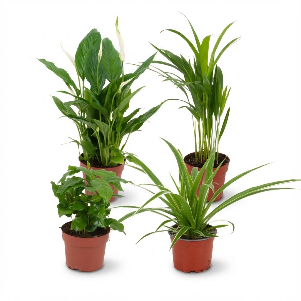 Luftreinigende Zimmerpflanzen – 4 Pflanzen – Ø12cm – Höhe 30–40cm – Pflanzen Mix für besseres Raumklima – Pflegeleicht & dekorativ 