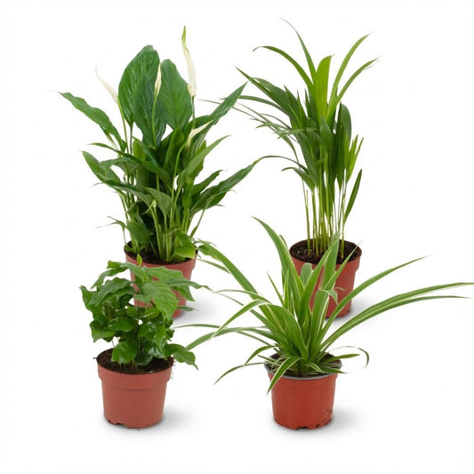Luftreinigende Zimmerpflanzen – 4 Pflanzen – Ø12cm – Höhe 30–40cm – Pflanzen Mix für besseres Raumklima – Pflegeleicht & dekorativ 