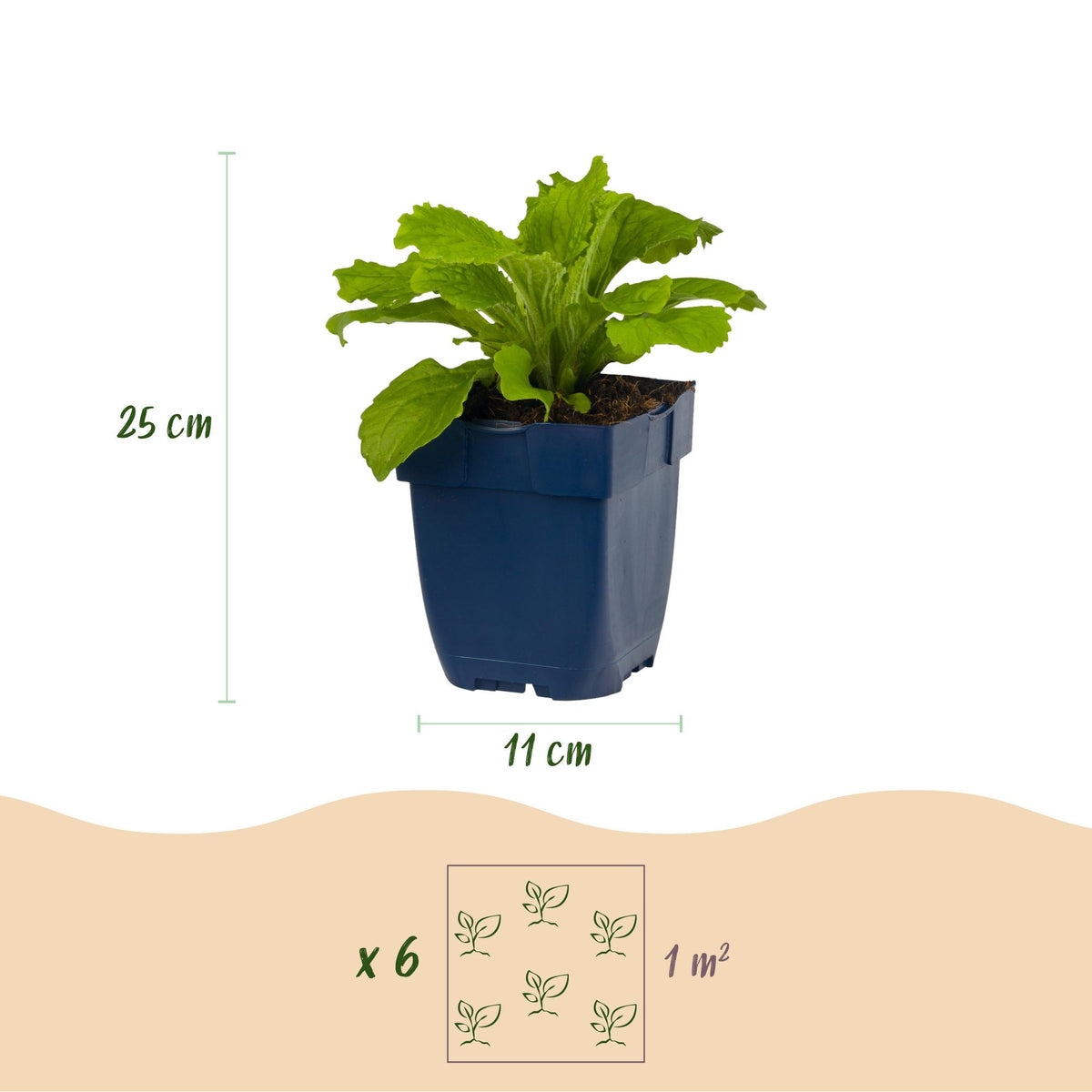 Fingerhut 'Dalmatian Purple' – Digitalis purpurea 'Dalmatian Purple' – 6 Pflanzen – Topf Ø11cm – Ansicht 3