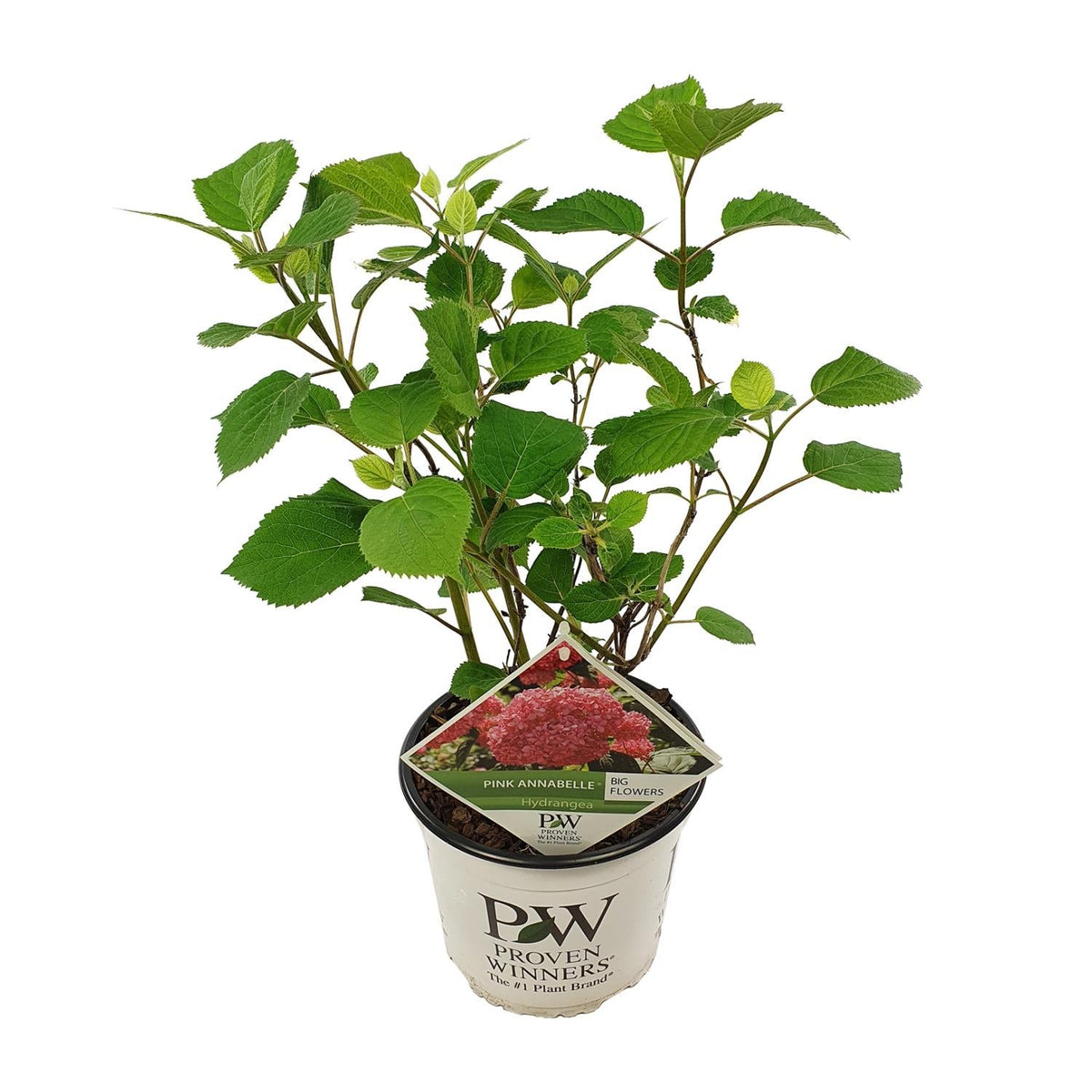 Ballhortensie 'Pink Annabelle' – Hydrangea arborescens – Zimmerpflanze – Ø19cm – ↕30cm – Rosa Blütenpracht für Innenräume 