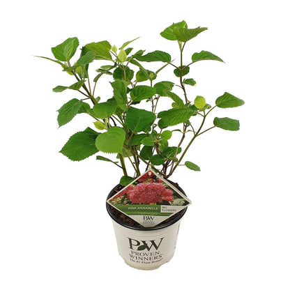 Ballhortensie 'Pink Annabelle' – Hydrangea arborescens – Zimmerpflanze – Ø19cm – ↕30cm – Rosa Blütenpracht für Innenräume 