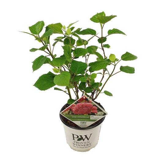 Ballhortensie 'Pink Annabelle' – Hydrangea arborescens – Zimmerpflanze – Ø19cm – ↕30cm – Rosa Blütenpracht für Innenräume 