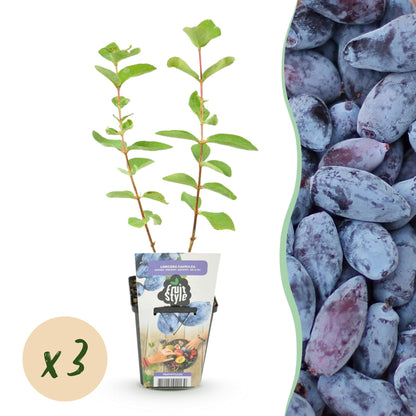 Honigbeere Lonicera caerulea Kamtschatica winterhart 3 Pflanzen Ø9cm – Blaue Beerenpflanze für Garten Beet Balkon & Terrasse 