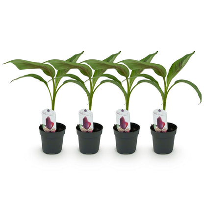 Bananenpflanze Musa sikkimensis Red Tiger – 2 Pflanzen – Tropische Gartenbanane – Ø12cm, Höhe ca. 30cm