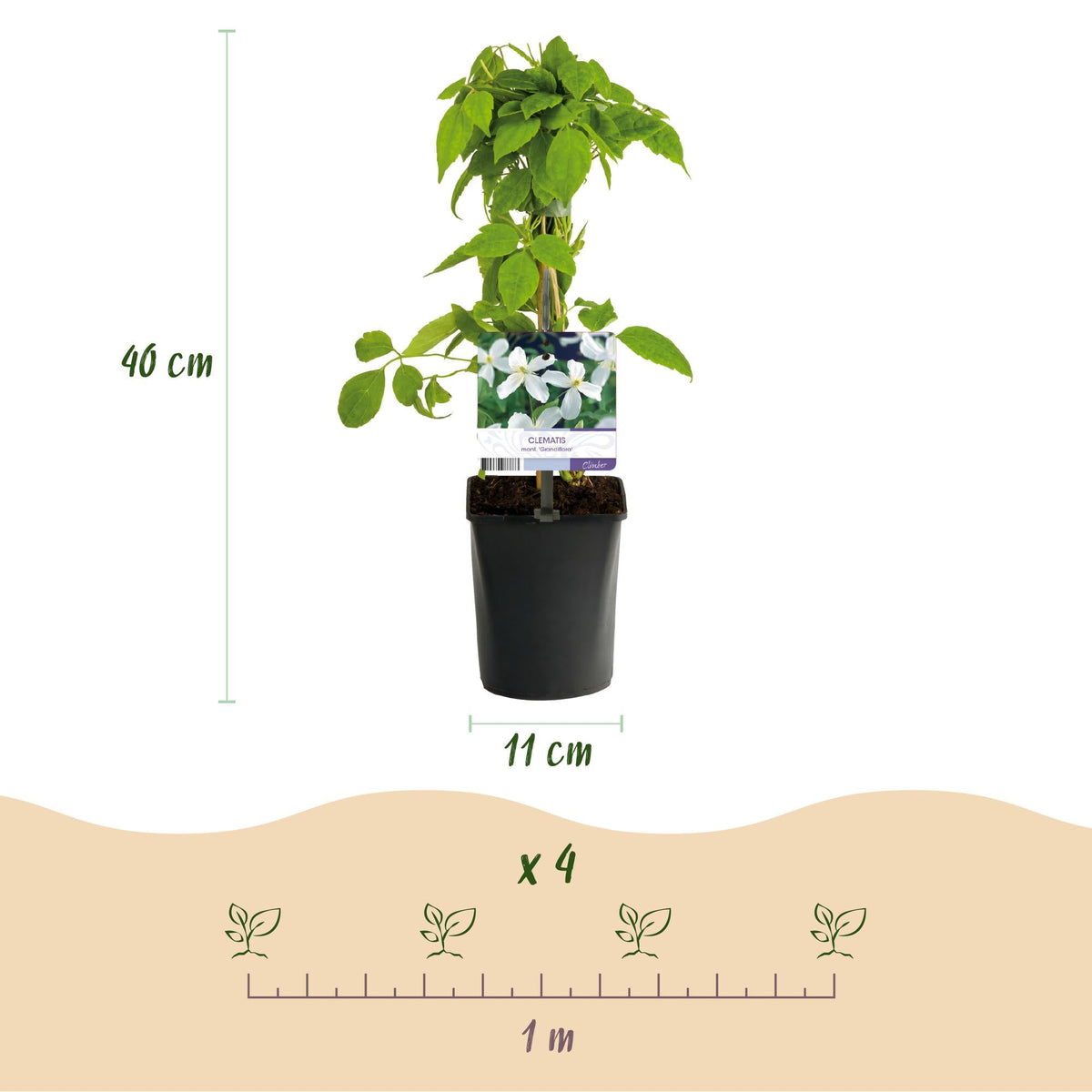 Kletterpflanze - Clematis montana Grandiflora - Blüte Weiß - Frühblühend - Pflegeleicht - 2 Pflanzen - Topf 11cm Höhe 40cm 